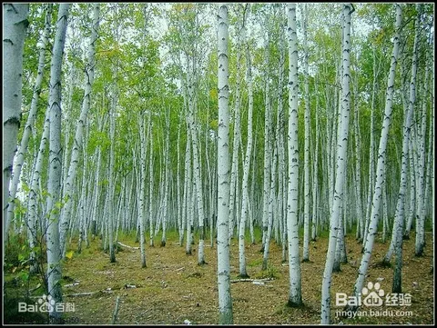 桦树拼音怎么拼写？桦树拼音的介绍？