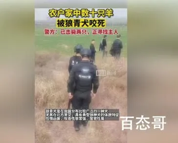 4条狼青犬咬死80多只羊 背后的真相让人始料未及