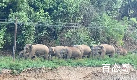 相关部门介入主播直播吃象群食物 