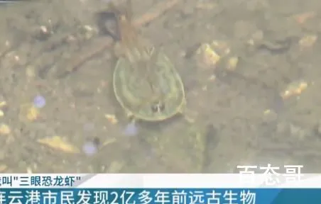 小区池塘发现2亿年前远古生物 水稻田里常见的是这个吧