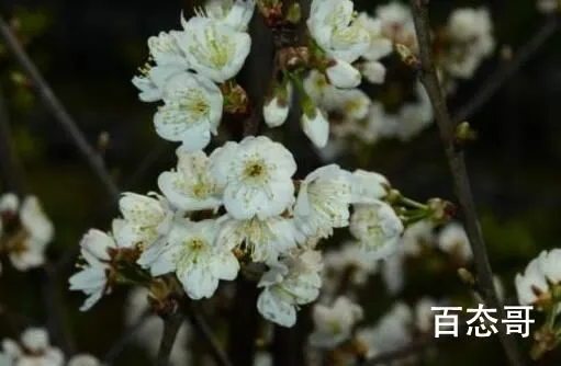 浙江选育出了“螺蛳粉”樱花 种在城里不喜欢螺蛳粉的会疯