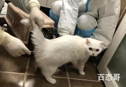 防疫人员给隔离猫咪送罐头测核酸 给防疫人员点赞