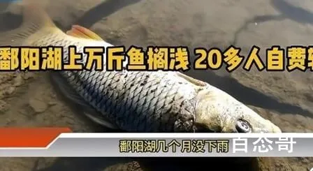 鄱阳湖上万斤鱼搁浅 20多人自费转