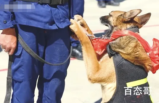 退役搜救犬扒训导员衣角不愿离开 