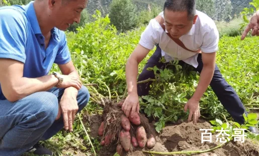 四川种出可生吃土豆 究竟是怎么回