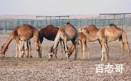 阿拉善车祸中被撞骆驼主人发声 骆驼不背不起你这个锅是你们超速在先