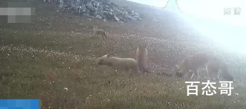 全国多地频现大型食肉动物 背后的