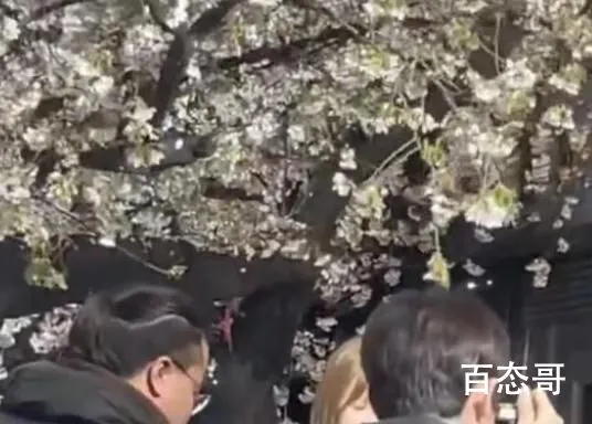 网红团队狂摇杭州百年樱花树 现在的一些网红没有底线