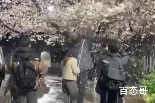 网红团队狂摇杭州百年樱花树 现在的一些网红没有底线