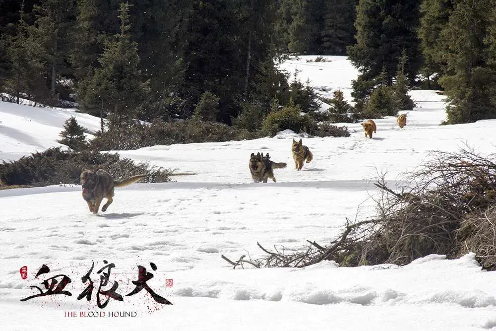 黄宏《血狼犬》曝先导预告，狼狗激战张力十足