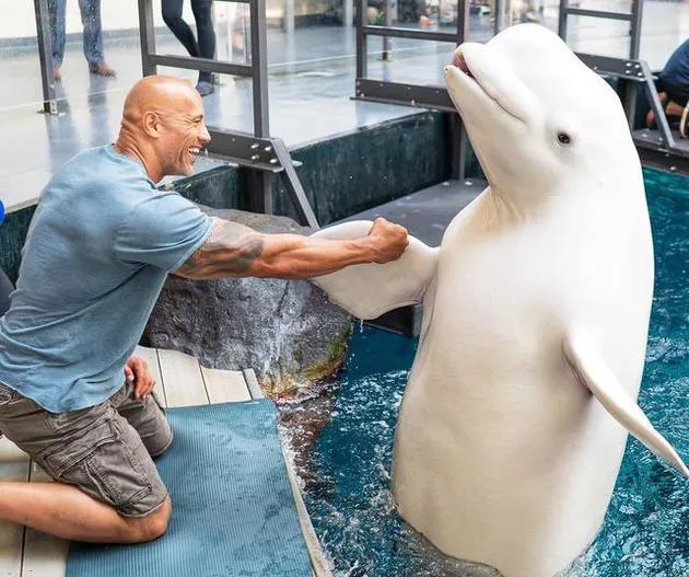 巨石强森水族馆与白鲸亲密互动，却引